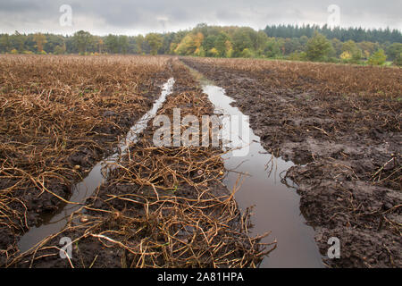 Perdu : récolte des flaques dans les traces de pneus à travers un champ de pommes de terre après de fortes pluies en automne Banque D'Images