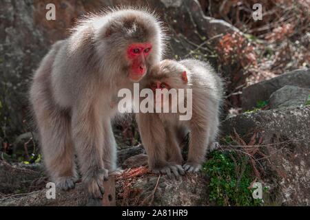 Macaque japonais (Macaca fuscata), mère de jeune animal sur un rocher, Yamanochi, dans la préfecture de Nagano, l'île de Honshu, Japon Banque D'Images