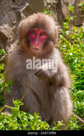 Macaque japonais (Macaca fuscata), les jeunes de l'alimentation animale, Yamanouchi, dans la préfecture de Nagano, l'île de Honshu, Japon Banque D'Images