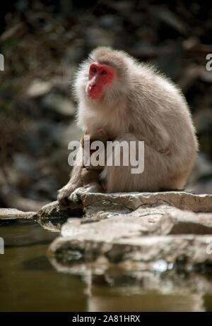 Macaque japonais (Macaca fuscata), mère de jeune animal assis près de l'eau, Yamanouchi, dans la préfecture de Nagano, l'île de Honshu, Japon Banque D'Images