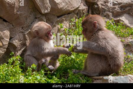 Macaque japonais (Macaca fuscata), les jeunes animaux, Yamanouchi, dans la préfecture de Nagano, l'île de Honshu, Japon Banque D'Images