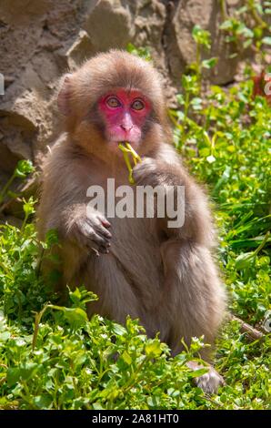 Macaque japonais (Macaca fuscata), les jeunes de l'alimentation animale, Yamanouchi, dans la préfecture de Nagano, l'île de Honshu, Japon Banque D'Images