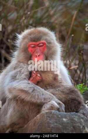 Macaque japonais (Macaca fuscata), mère de câlins avec de jeunes animaux, Yamanochi, dans la préfecture de Nagano, l'île de Honshu, Japon Banque D'Images