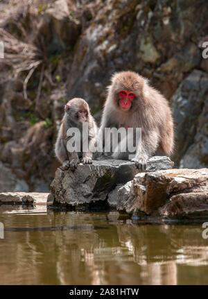 Deux macaque japonais (Macaca fuscata), Mère et jeune animal assis près de l'eau, Yamanouchi, dans la préfecture de Nagano, l'île de Honshu, Japon Banque D'Images