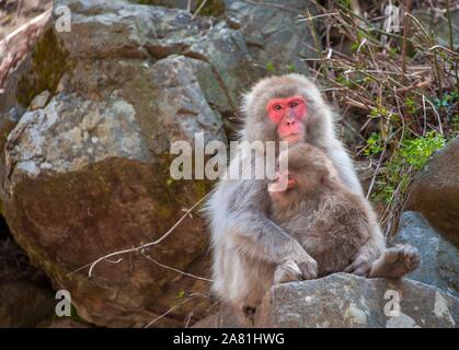 Macaque japonais (Macaca fuscata), mère de câlins avec jeune animal, est assis sur un rocher, la vie libre, Yamanochi, dans la préfecture de Nagano, l'île de Honshu, Japon Banque D'Images