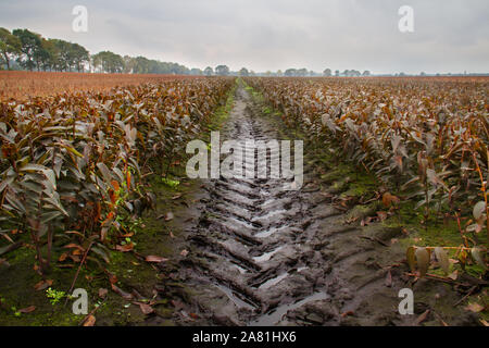 Trace de pneu dans un champ avec des fleurs fanées en automne Banque D'Images