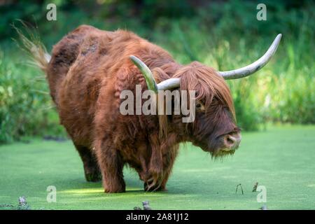 Highland bovins (Bos taurus) dans l'eau avec l'Allemagne, lentilles d'eau Banque D'Images