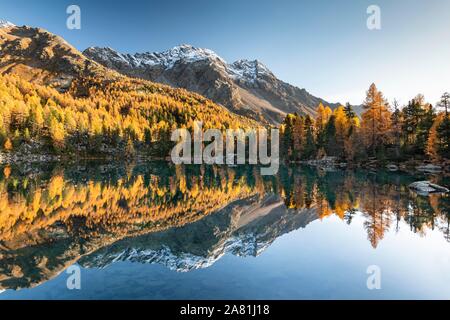 Automne forêt de mélèzes reflète dans la montagne lac Lago di Saoseo Scima Rugiul, off da, Val di Campo, Engadine, Canton des Grisons, Suisse Banque D'Images