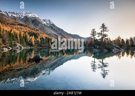 Automne forêt de mélèzes reflète dans la montagne lac Lago di Saoseo Scima Rugiul, off da, Val di Campo, Engadine, Canton des Grisons, Suisse Banque D'Images