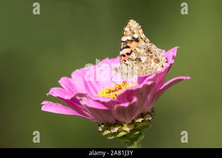 La belle dame (Vanessa cardui) aspire le nectar d'une fleur Zinnia Zinnia elegans (), Hesse, Allemagne Banque D'Images