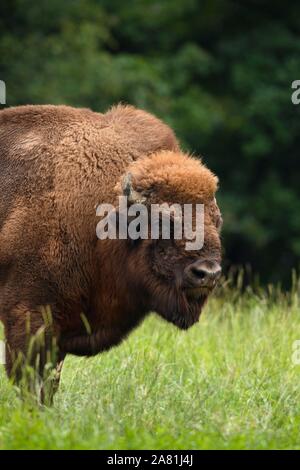 Bison d'Europe (Bison bonasus), debout dans l'herbe, Parc National de la forêt bavaroise, Bavière, Allemagne Banque D'Images