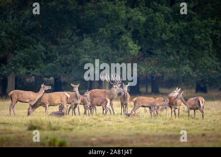 Red Deer (Cervus elaphus) avec troupeau, les vaches sur une clairière dans la forêt au rut, Wildpark Alte Fasanerie, Hanau, Hesse, Allemagne Banque D'Images