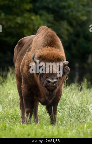 Bison d'Europe (Bison bonasus), debout dans l'herbe, Parc National de la forêt bavaroise, Bavière, Allemagne Banque D'Images