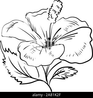 Croquis d'hibiscus, illustration, vecteur sur fond blanc. Illustration de Vecteur