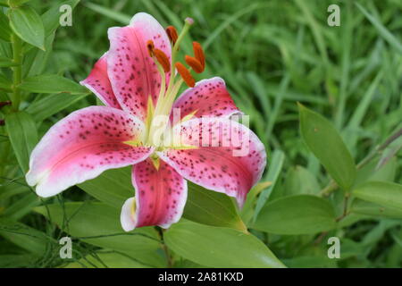 Lys Stargazer Banque D'Images