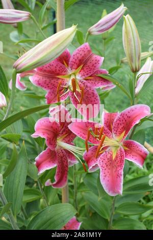 Lys Stargazer Banque D'Images