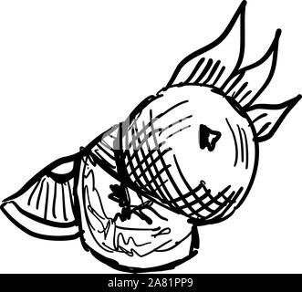 Mandarine dessin, illustration, vecteur sur fond blanc. Illustration de Vecteur