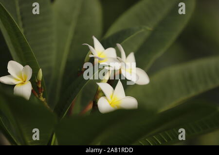 Plumeria ou frangipanier fleurs ont une belle arôme et sont utilisés dans les gels douche et bien plus encore Banque D'Images