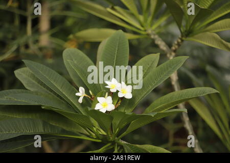 Plumeria ou frangipanier fleurs ont une belle arôme et sont utilisés dans les gels douche et bien plus encore Banque D'Images