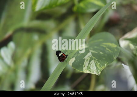 Facteur rouge ou papillon heliconius erato Banque D'Images
