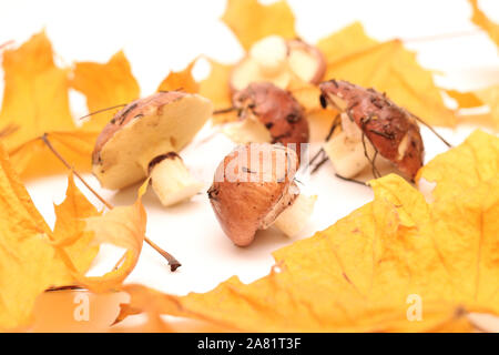 Une bande de sales, non pelées debout sur les champignons Suillus tube isolé sur un fond blanc avec des feuilles d'érable jaune. Focus sélectif. Banque D'Images