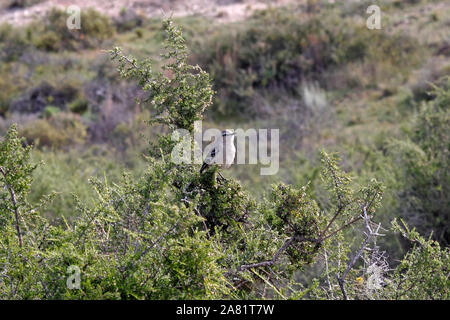 Craie-browed Mockingbird (Mimus saturninus) Banque D'Images