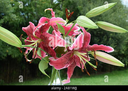 Bouquet de Lys Mlle Feya Banque D'Images