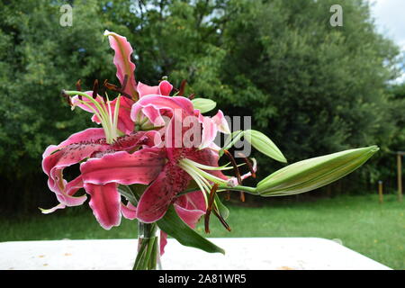 Bouquet de Lys Mlle Feya Banque D'Images