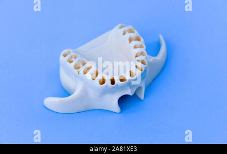 Les dents de la mâchoire supérieure sans modèle medical illustration isolé sur fond bleu. Des dents en bonne santé, les soins dentaires et orthodontiques concept Banque D'Images