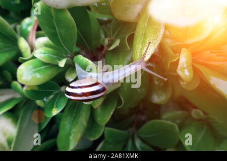 Un petit escargot rayé craque sur les plantes un jour ensoleillé. Gros plan, mise au point sélective Banque D'Images