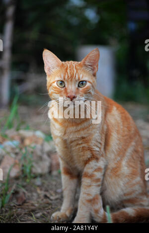 Stray Cat souffrant d'infection respiratoire, de mucus son nez. Banque D'Images