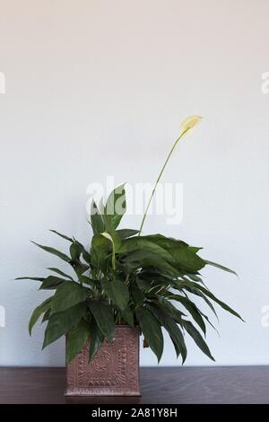 'Peace' Lily Spathiphyllum plante. Banque D'Images