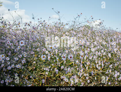 Une belle propagation de Marguerite sauvage fleurs daisy calme sur une journée ensoleillée. Banque D'Images