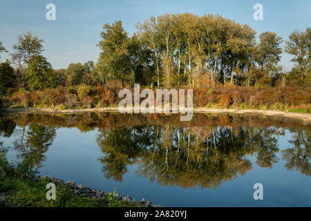 Petit étang dans le parc national du Danube sur une journée ensoleillée à l'automne (Lobau, Vienne, Autriche) Banque D'Images