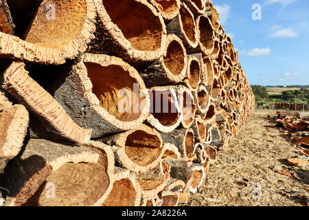 L'écorce de chêne liège récolté à partir du tronc de chêne-liège (Quercus suber) pour la production industrielle de vin bouchon en liège dans la région de l'Alentejo, Portugal Banque D'Images