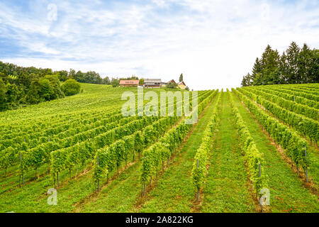 Vignobles avec des raisins de vin rouge à la fin de l'été Banque D'Images