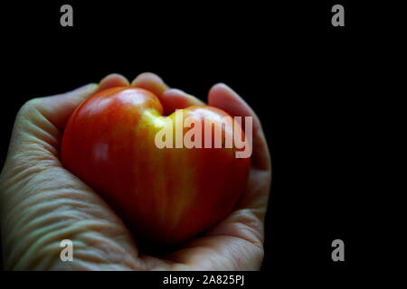Coeur en santé concept - hand holding heart-shape (Tomate Tomate Coeur de boeuf) avec un arrière-plan foncé 'votre santé est entre vos mains" Banque D'Images