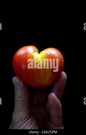 Coeur en santé concept - hand holding heart-shape (Tomate Tomate Coeur de boeuf) avec un arrière-plan foncé 'votre santé est entre vos mains" Banque D'Images