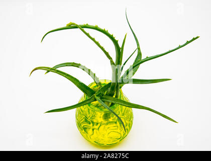 L'aloès dans un vase vert sur un fond clair. Banque D'Images