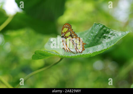 Glasswing Butterfly espèce exacte inconnue Banque D'Images