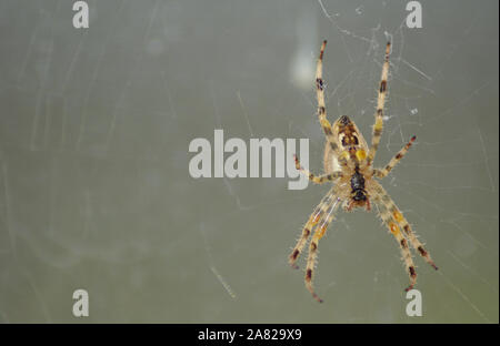 Araignée Orb vue dessous Banque D'Images