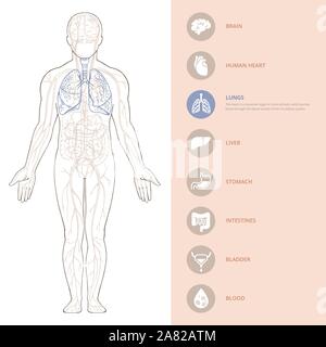 L'anatomie du corps humain l'infographie de la structure d'organes humains. Illustration de Vecteur