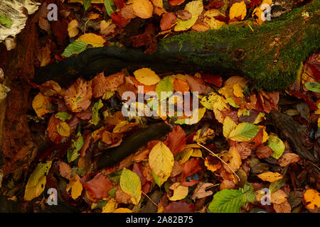 Les feuilles tombées colorés sur le marbre en automne forêt, Surrey, Angleterre, Royaume-Uni, Europe Banque D'Images