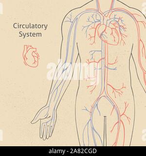 Vector illustration de l'appareil circulatoire humain dessiné en style rétro. Illustration de Vecteur