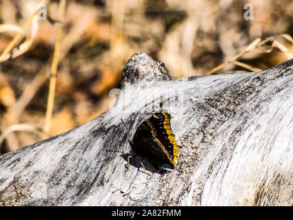 Papillon Banque D'Images