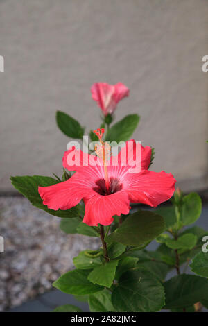 Rose rouge fleur d'hibiscus fleurit tôt le matin de Naples, en Floride. Banque D'Images