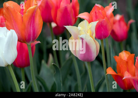 Corail Blanc, délicat, et de pêche et des tulipes roses, bloom dans un joli jardin USA Michigan Banque D'Images