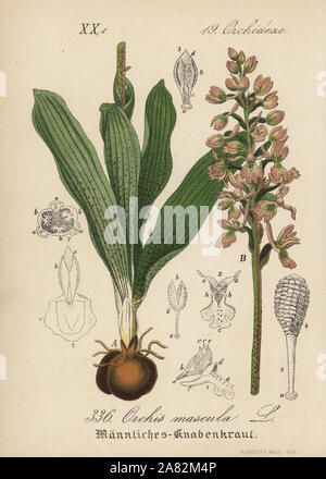 L'orchidée pourpre, Orchis mascula. Lithographie coloriée de Diederich von Schlechtendal's German Flora (Flora von Deutschland), Iéna, 1871. Banque D'Images