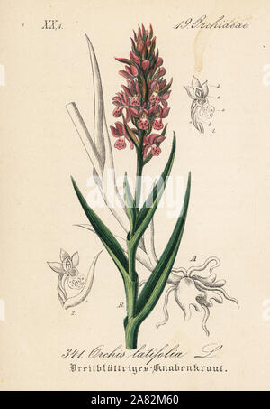 Début de marsh-orchid, Dactylorhiza incarnata (Orchis latifolia). Lithographie coloriée de Diederich von Schlechtendal's German Flora (Flora von Deutschland), Iéna, 1871. Banque D'Images