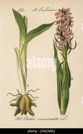 Début de marsh-orchid, Dactylorhiza incarnata (Orchis incarnata). Lithographie coloriée de Diederich von Schlechtendal's German Flora (Flora von Deutschland), Iéna, 1871. Banque D'Images